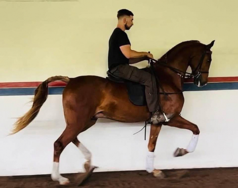 HorseID: 2311823 IN TheSpotlight SS - PhotoID: 1096781