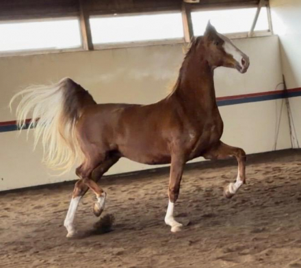 HorseID: 2311824 Lady Gaga - PhotoID: 1096782