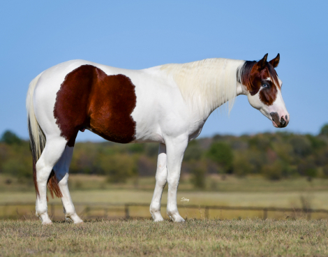 HorseID: 2311826 BOSALITO - PhotoID: 1096784