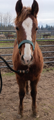 HorseID: 2311827 SHINE METALLIC SOCKS - PhotoID: 1096793