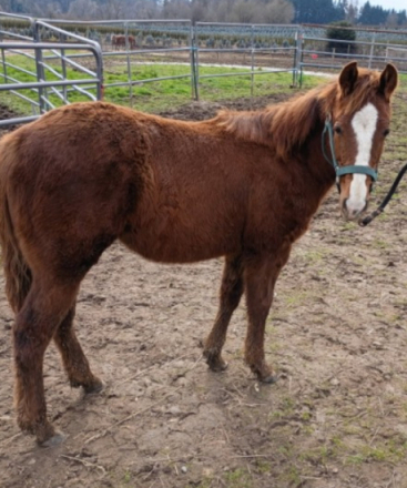 HorseID: 2311827 SHINE METALLIC SOCKS - PhotoID: 1096794