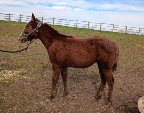 HorseID: 2311827 SHINE METALLIC SOCKS - PhotoID: 1096795