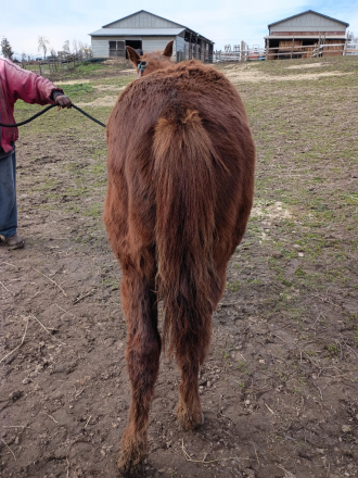 HorseID: 2311827 SHINE METALLIC SOCKS - PhotoID: 1096796