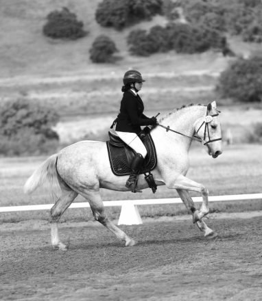 HorseID: 2311831 'Moro' Relampago JA - PhotoID: 1096786