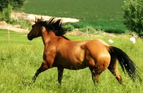 HorseID: 2311833 Lakota Lena - PhotoID: 1096788