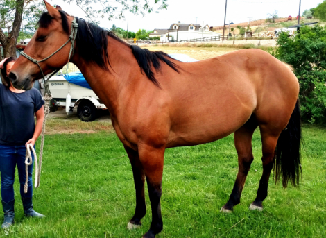 HorseID: 2311833 Lakota Lena - PhotoID: 1096789