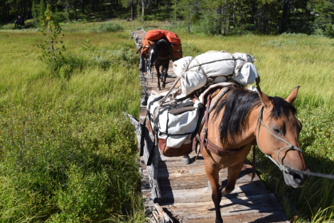 HorseID: 2311833 Lakota Lena - PhotoID: 1096790