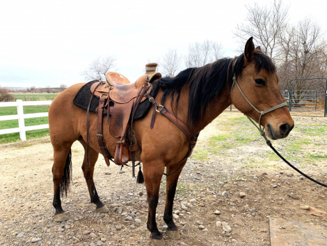 HorseID: 2311833 Lakota Lena - PhotoID: 1096791