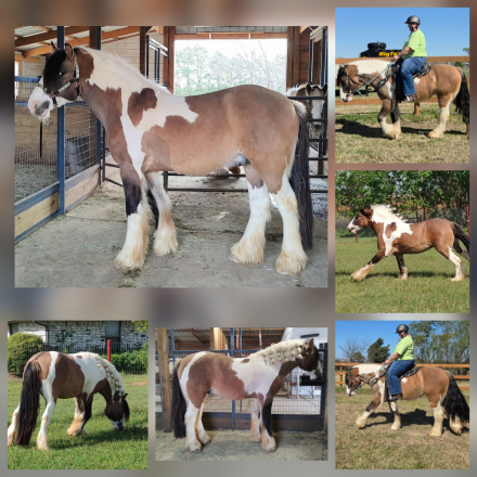 HorseID: 2311835 Clarion Call Where Cowboys Are King - PhotoID: 1096792