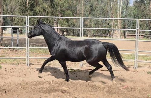 HorseID: 2311839 Felicity - PhotoID: 1096799