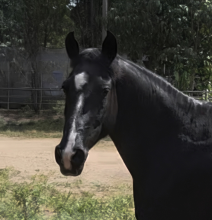 HorseID: 2311839 Felicity - PhotoID: 1096801