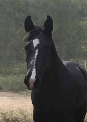 HorseID: 2311839 Felicity - PhotoID: 1096802