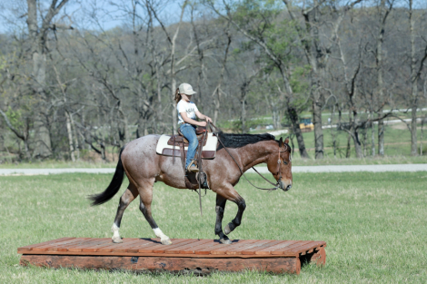 HorseID: 2311843 Cwboys Tin Star - PhotoID: 1096808