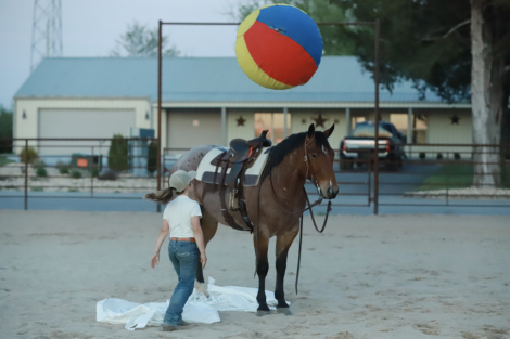 HorseID: 2311843 Cwboys Tin Star - PhotoID: 1096809