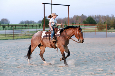 HorseID: 2311843 Cwboys Tin Star - PhotoID: 1096810