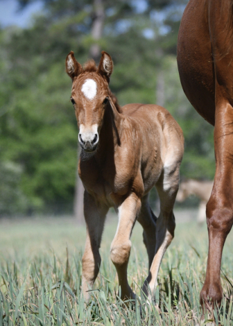 HorseID: 2311844 McCurdy's Firefly - PhotoID: 1096803