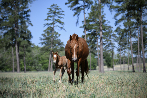 HorseID: 2311844 McCurdy's Firefly - PhotoID: 1096804