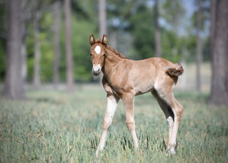 HorseID: 2311844 McCurdy's Firefly - PhotoID: 1096805
