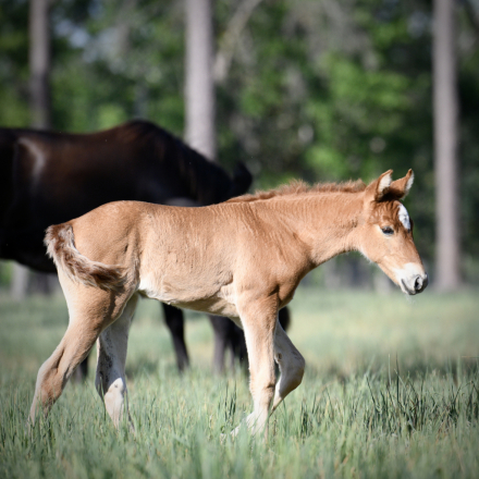 HorseID: 2311844 McCurdy's Firefly - PhotoID: 1096806
