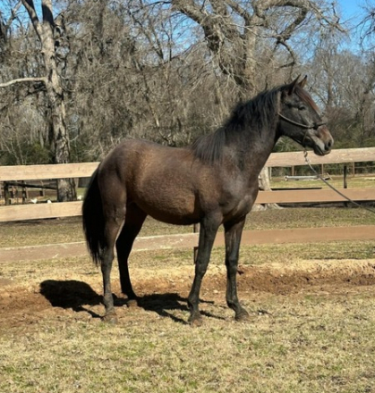 HorseID: 2311850 Vaquero de Maria - PhotoID: 1096812