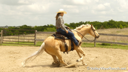 HorseID: 2311854 Smart Lokota Chic - PhotoID: 1096814