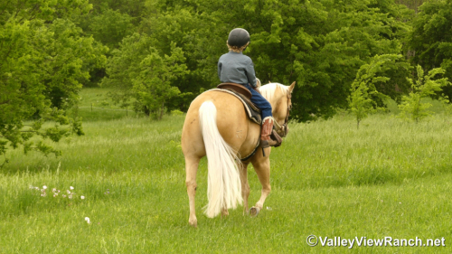 HorseID: 2311854 Smart Lokota Chic - PhotoID: 1096815