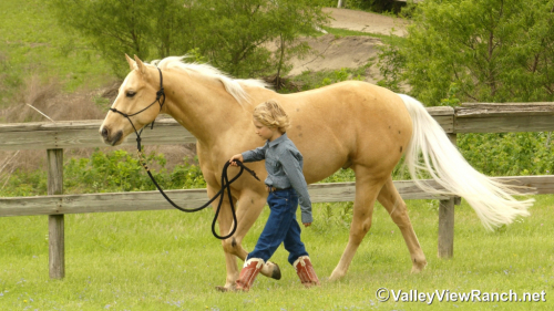 HorseID: 2311854 Smart Lokota Chic - PhotoID: 1096816