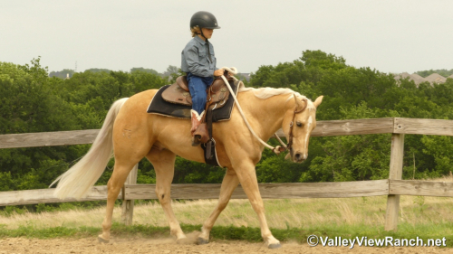 HorseID: 2311854 Smart Lokota Chic - PhotoID: 1096817