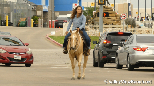 HorseID: 2311854 Smart Lokota Chic - PhotoID: 1096819