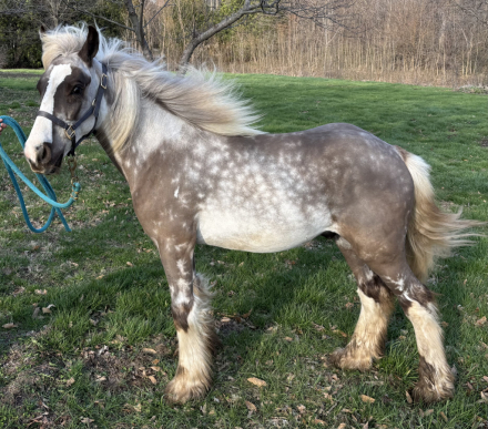 HorseID: 2311856 Chateau’s That’s Life - PhotoID: 1096820