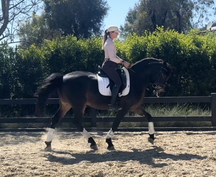 HorseID: 2311857 Oso - PhotoID: 1096867