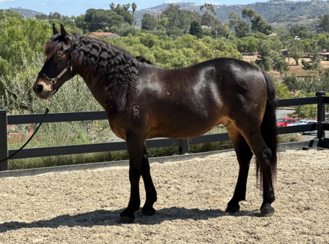 HorseID: 2311857 Oso - PhotoID: 1096869