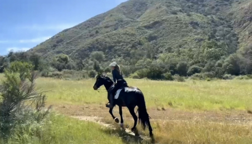 HorseID: 2311857 Oso - PhotoID: 1096870