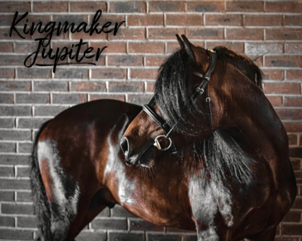 HorseID: 2311862 Kingmaker Jupiter - PhotoID: 1096821