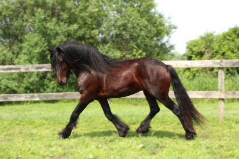 HorseID: 2311862 Kingmaker Jupiter - PhotoID: 1096822