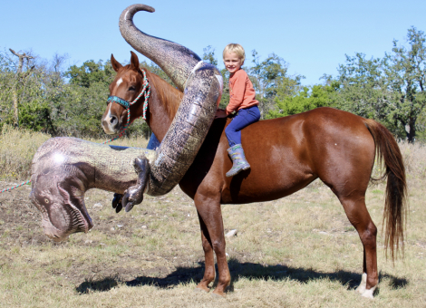 HorseID: 2311868 BARBIES BURN BOOK - PhotoID: 1096836