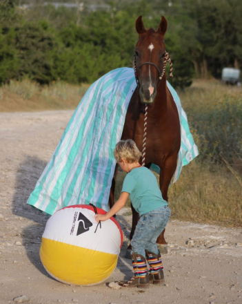 HorseID: 2311868 BARBIES BURN BOOK - PhotoID: 1096838