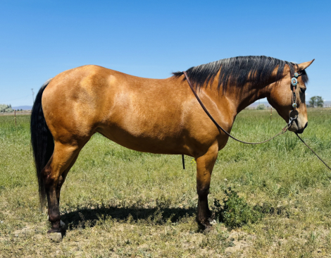 HorseID: 2311869 Pepsbounty - PhotoID: 1096839