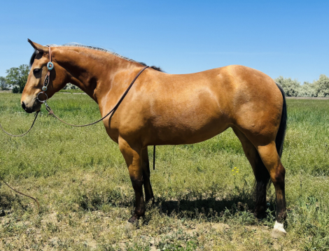 HorseID: 2311869 Pepsbounty - PhotoID: 1096840