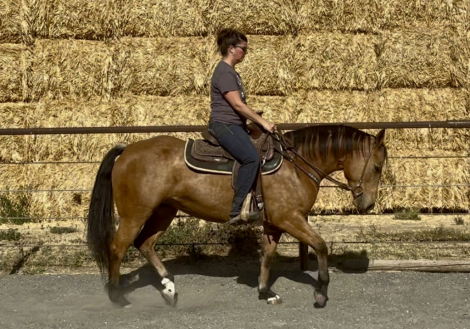 HorseID: 2311869 Pepsbounty - PhotoID: 1096841