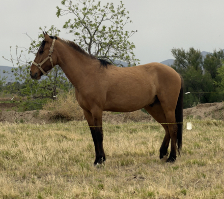 HorseID: 2311872 Ringo - PhotoID: 1096843