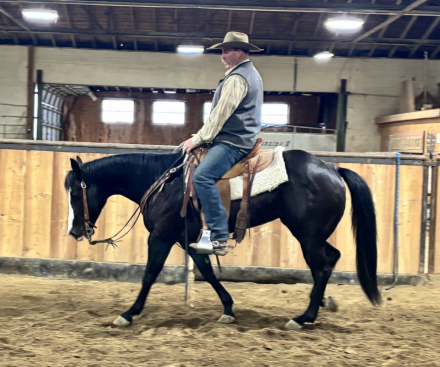 HorseID: 2311881 Catty Dual Berry - PhotoID: 1096851