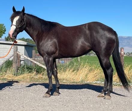 HorseID: 2311881 Catty Dual Berry - PhotoID: 1096852