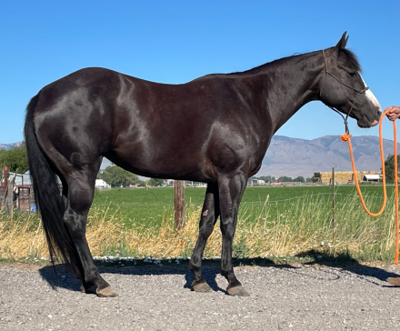 HorseID: 2311881 Catty Dual Berry - PhotoID: 1096853