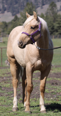 HorseID: 2311883 TW INVITE DRIFTWOOD - PhotoID: 1096864