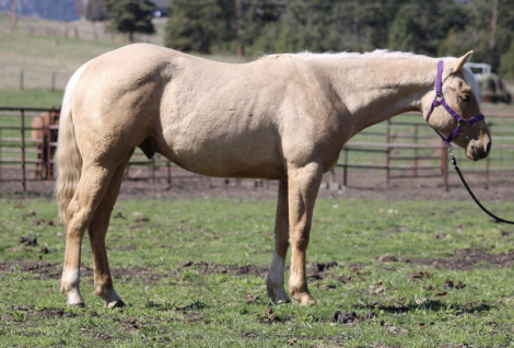HorseID: 2311883 TW INVITE DRIFTWOOD - PhotoID: 1096865