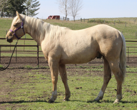HorseID: 2311883 TW INVITE DRIFTWOOD - PhotoID: 1096866