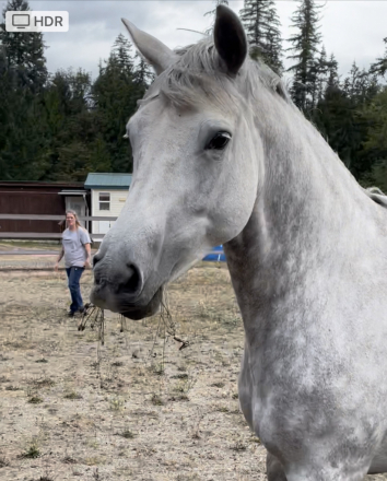 HorseID: 2311884 Astrid NW - PhotoID: 1096854