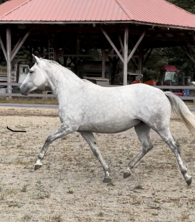 HorseID: 2311884 Astrid NW - PhotoID: 1096855
