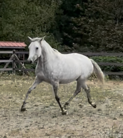 HorseID: 2311884 Astrid NW - PhotoID: 1096856